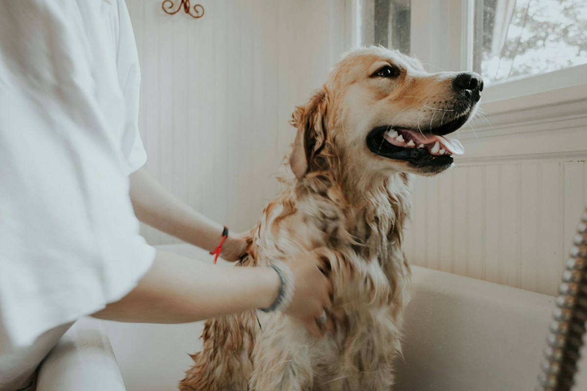 Dog being groomed — illustrative stock photo
