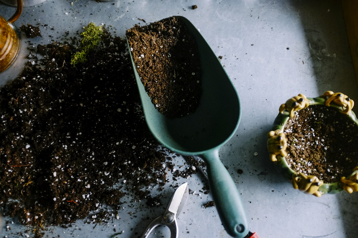 Plants and gardening tools — illustrative stock photo